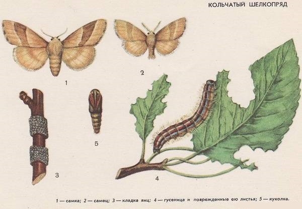 Кольчатый шелкопряд
